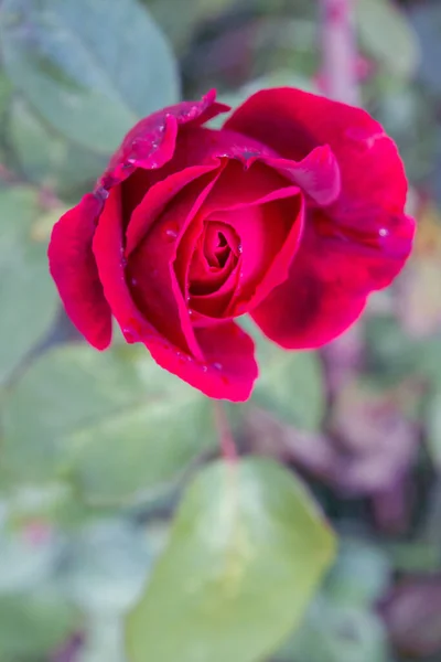 夏に庭で露に赤いバラが成長する — ストック写真