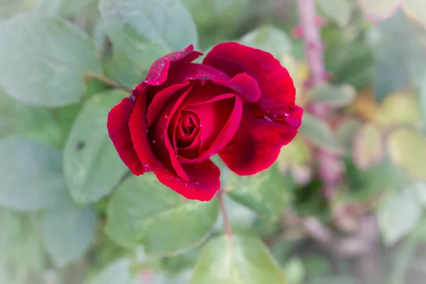 Punainen Ruusu Kasteessa Kasvaa Puutarhassa Kesällä — kuvapankkivalokuva