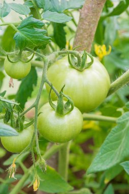 Yazın serada küçük yeşil domatesler olgunlaşır.