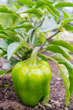 Yeşil lezzetli biber yazın bahçede yetişir.