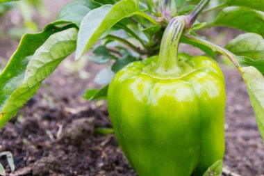 Yeşil lezzetli biber yazın bahçede yetişir.