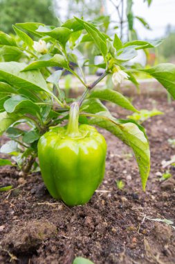 Yeşil lezzetli biber yazın bahçede yetişir.