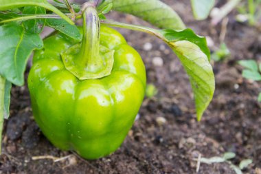 Yeşil lezzetli biber yazın bahçede yetişir.