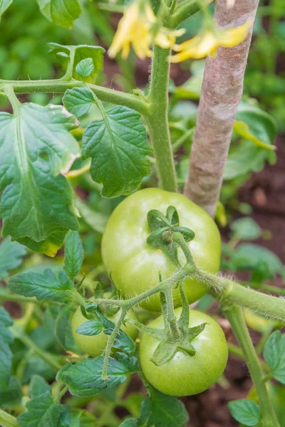 Petites Tomates Vertes Mûrissent Dans Serre Été — Photo