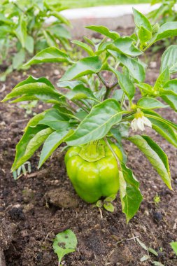 Yeşil lezzetli biber yazın bahçede yetişir.
