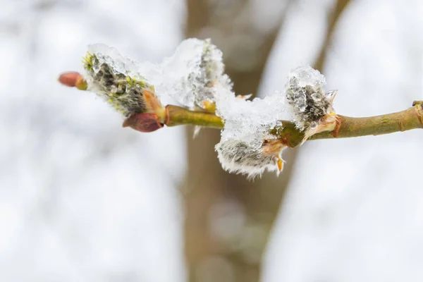 Tavasszal Fűzfa Kivirágzott Kertben Havazott — Stock Fotó