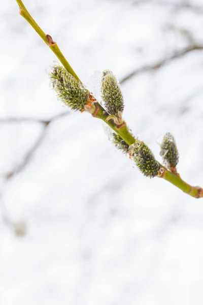 Primavera Salice Fiorì Nel Giardino Neve Cadde — Foto Stock