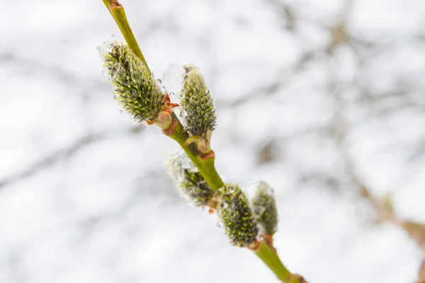 Primavera Salice Fiorì Nel Giardino Neve Cadde — Foto Stock