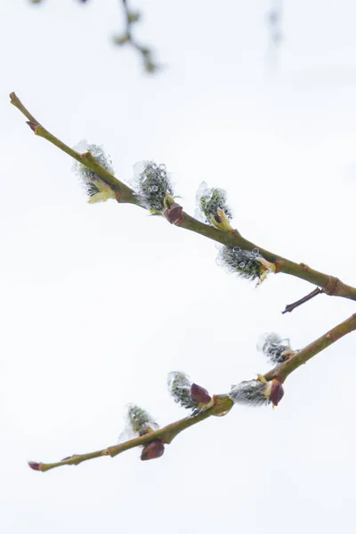 Primavera Salice Fiorì Nel Giardino Neve Cadde — Foto Stock