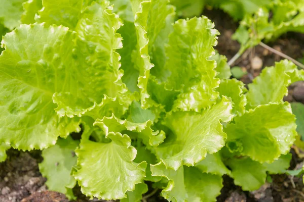 Grüne Salatblätter Wachsen Sommer Garten — Stockfoto