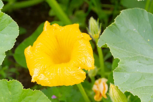 Žluté Květy Cuketových Embryí Rostou Létě Zahradě — Stock fotografie