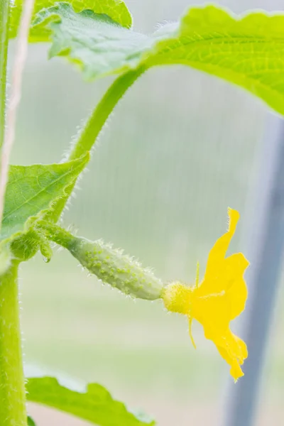 Gurkenembryo Mit Einer Gelben Blume Auf Einem Zweig — Stockfoto