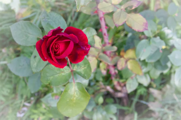 Çiydeki Kırmızı Gül Yazın Bahçede Yetişir — Stok fotoğraf