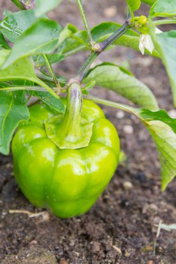 Yeşil lezzetli biber yazın bahçede yetişir.