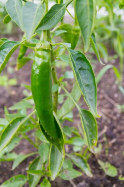 Yeşil lezzetli biber yazın bahçede yetişir.