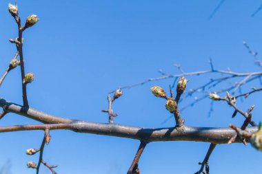 Tomurcuklar baharda bahçedeki bir armut ağacında açar.