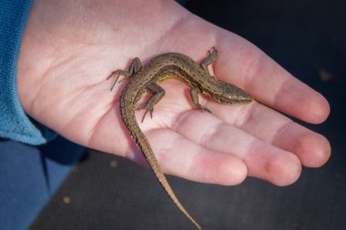 Yeşil kertenkele bir çocuğun elinde Yazın sokakta