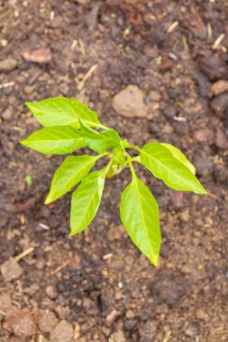 Biber tohumları yazın bahçede yetişir.