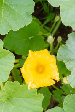 Kabak embriyolarının sarı çiçekleri yazın bahçede yetişir.