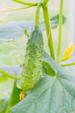 Serada salatalıklar dalda sallanıyor.