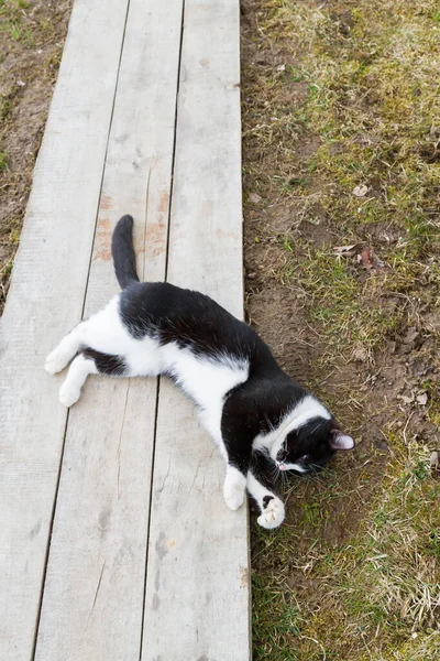 Casa Gato Preto Branco Caminha Quintal Primavera — Fotografia de Stock