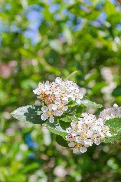 夏に黒果実の山灰のブッシュの開花の白い花 — ストック写真