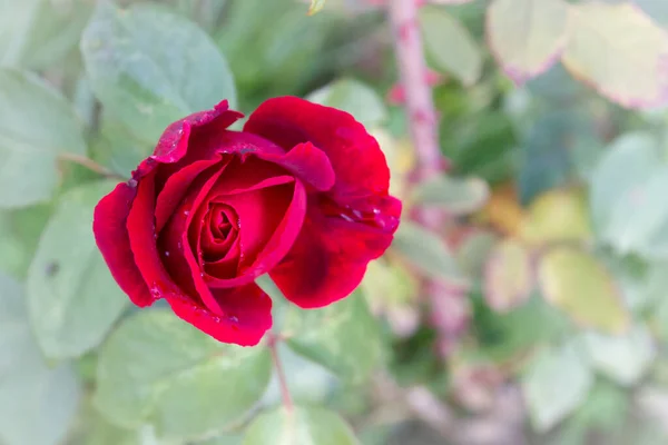 夏に庭で露に赤いバラが成長する — ストック写真