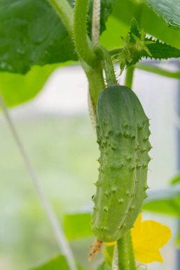 Serada salatalıklar dalda sallanıyor.