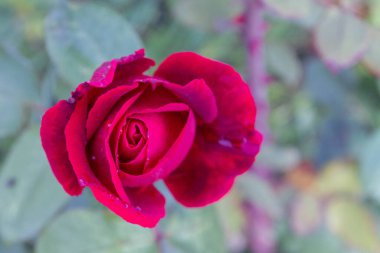 Çiydeki kırmızı gül yazın bahçede yetişir.