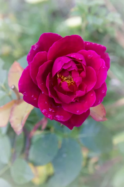 Czerwona Róża Rosie Rośnie Ogrodzie Latem — Zdjęcie stockowe