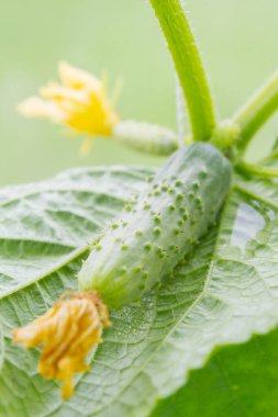 Serada salatalıklar dalda sallanıyor.