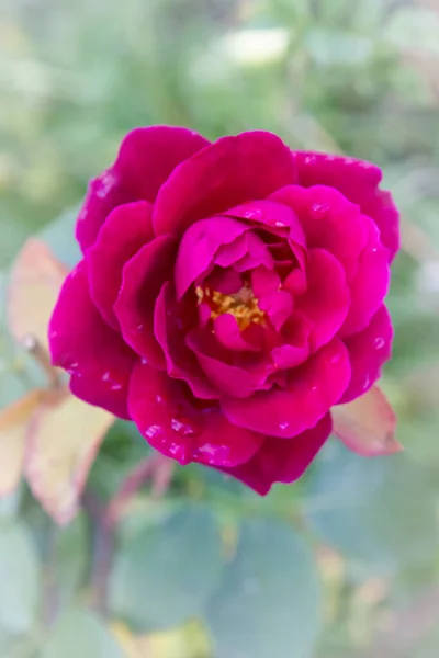 Punainen Ruusu Kasteessa Kasvaa Puutarhassa Kesällä — kuvapankkivalokuva