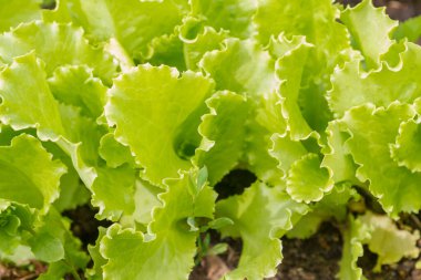 Yeşil marul yaprakları yazın bahçede yetişir.