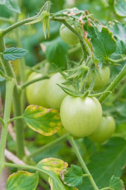 Yazın serada küçük yeşil domatesler olgunlaşır.