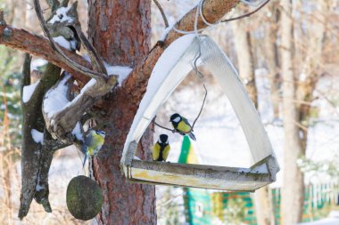 Köyün bahçesindeki bir ağaca bir kuş besleyicisi asılmış.