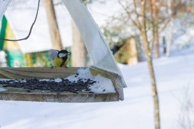 Köyün bahçesindeki bir ağaca bir kuş besleyicisi asılmış.