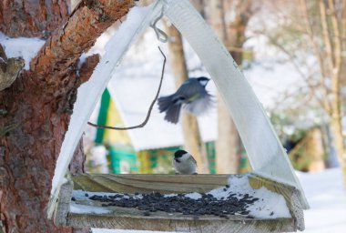 Köyün bahçesindeki bir ağaca bir kuş besleyicisi asılmış.