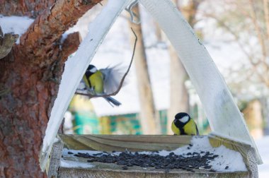 Köyün bahçesindeki bir ağaca bir kuş besleyicisi asılmış.