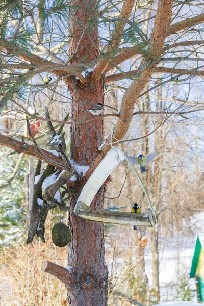 A bird feeder hangs on a tree in the village yard