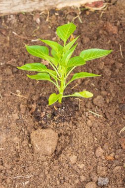 Biber tohumları yazın bahçede yetişir.