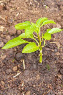 Biber tohumları yazın bahçede yetişir.