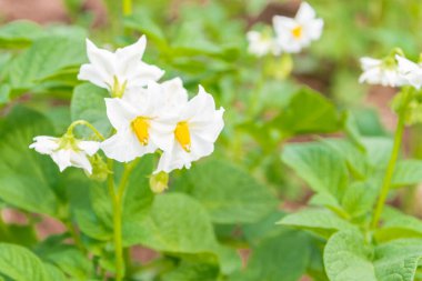 Potato blooms with white flowers on the beds in summer