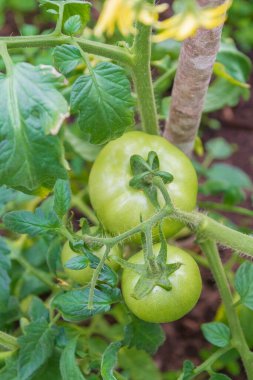 Yazın serada küçük yeşil domatesler olgunlaşır.