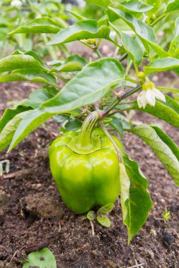 Yeşil lezzetli biber yazın bahçede yetişir.