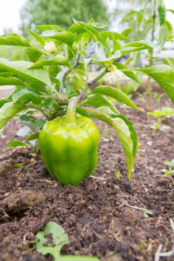 Yeşil lezzetli biber yazın bahçede yetişir.