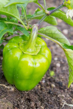 Yeşil lezzetli biber yazın bahçede yetişir.
