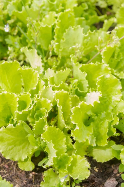 Green lettuce leaves grow in the garden in the summer
