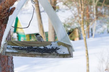Köyün bahçesindeki bir ağaca bir kuş besleyicisi asılmış.