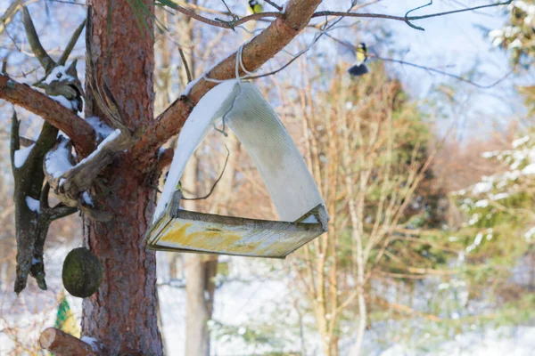 A bird feeder hangs on a tree in the village yard