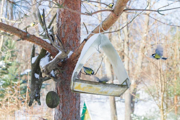 A bird feeder hangs on a tree in the village yard